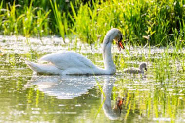 Gölette Piliçlerle Dilsiz Kuğu
