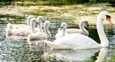 Gölette Piliçlerle Dilsiz Kuğu