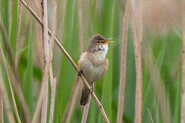 Büyük Reed Warbler Sazlıkta Şarkı Söylüyor