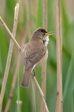 Büyük Reed Warbler Sazlıkta Şarkı Söylüyor