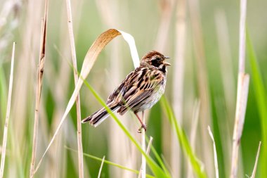 Dişi Reed Bunting, Piliçleri Beslemek İçin Böcekleri Gagasında Tutuyor