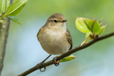 Bulanık bir arkaplan karşısında Ağaç Dalında Oturan Genel Chiffchaff