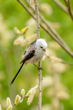 Wildlife Photograph Of A Long-Tailed Tit Bird On A Branch