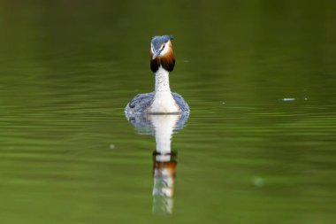 Orman Gölü 'ndeki Büyük İbikli Yunus Kuşu