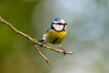 Eurasian Blue Tit Sitting On Tree With Blurred Background