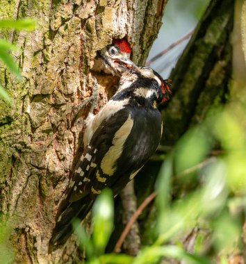 Büyük Benekli Ağaçkakan Yavrusunu Yuva Deliğinde Besliyor