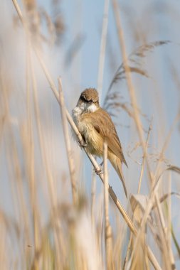 Büyük Reed Warbler Sazlıkta Şarkı Söylüyor