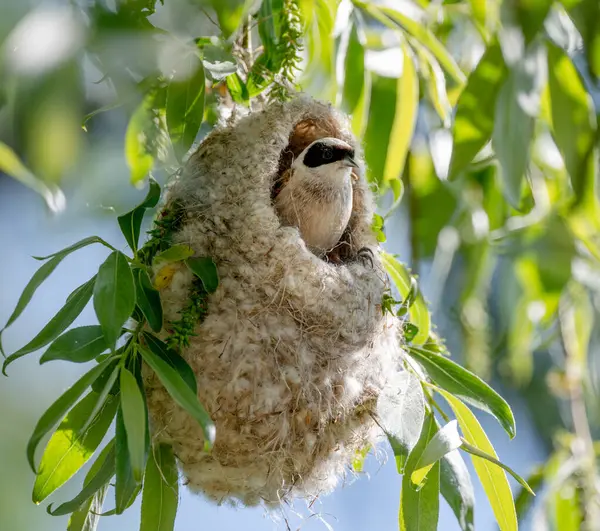 Baharda Yuvadan Çıkan Kuş