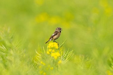 Avrupa Taş Devri, Tecavüz Tarlasında Harekete Geçmiş Kadın