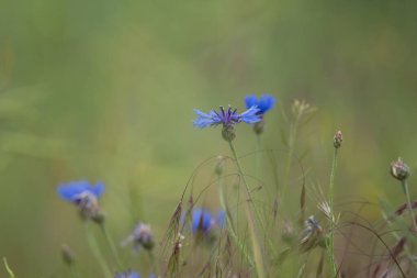 Çiçekler tarlada çiçeklerle güzel çiçek açıyor.