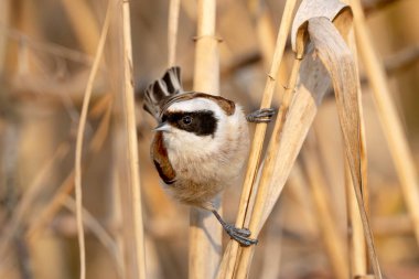 Eurasian Penduline Tit Bird On A Branch