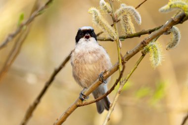 Eurasian Penduline Tit Bird On A Branch
