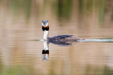Orman Gölü 'ndeki Büyük İbikli Yunus Kuşu