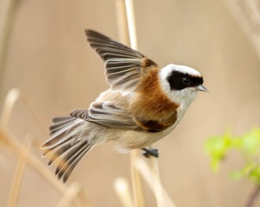 Vahşi doğadaki bir dalda kanat çırpan bir kuşun fotoğrafı.