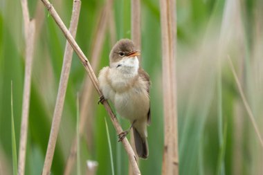 Büyük Reed Warbler Sazlıkta Şarkı Söylüyor