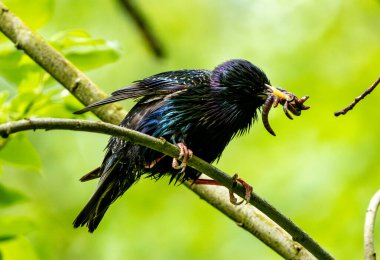 Avrupa Sığırcık Yavrular İçin Gagasında Yiyecek Tutuyor