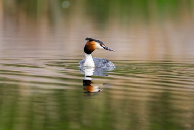 Orman Gölü 'ndeki Büyük İbikli Yunus Kuşu