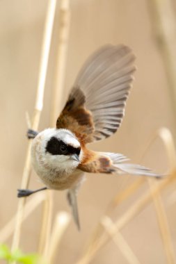 Vahşi doğadaki bir dalda kanat çırpan bir kuşun fotoğrafı.