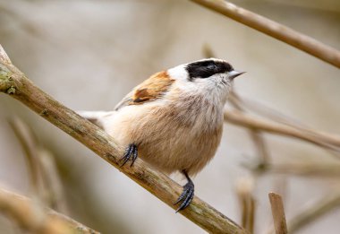 Eurasian Penduline Tit Bird On A Branch
