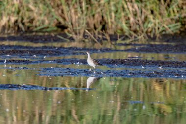 Genç Ruff Nehir Kıyısında Yürüyor
