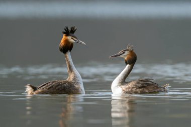 Büyük İbikli Yunuslar Çiftleşme Dansı Yapıyor