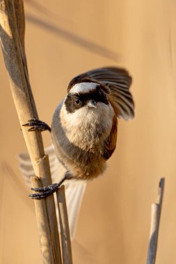 Eurasian Penduline Tit Bird On A Branch