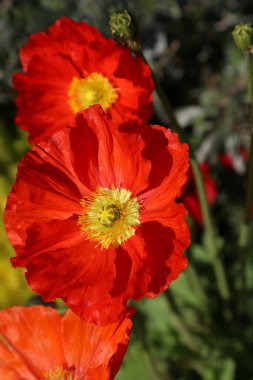 Beautiful bright red poppies, close-up