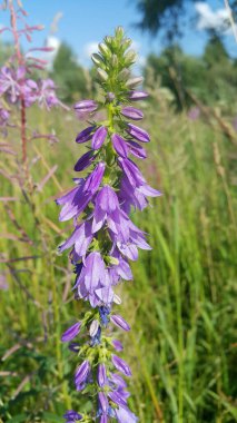 Beautiful wild flowers, bells or Rapunzel Bell or Campanula Rapunculoides