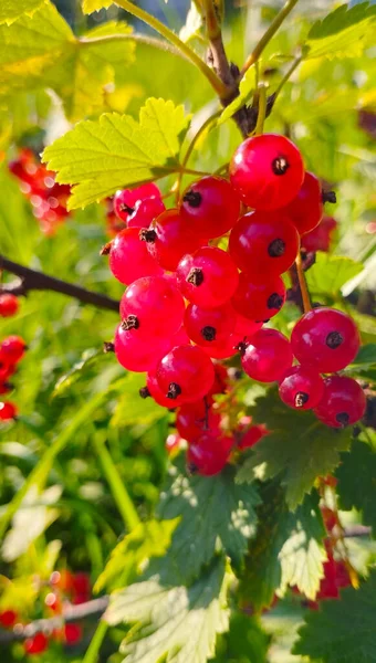 Branch Red Currant Bush Ripe Juicy Berries — Fotografia de Stock
