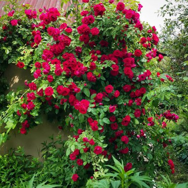 Güzel çiçek açan gül çalısı yaz bahçesinde