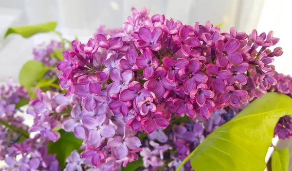 Gyönyörű Egy Virágzó Orgona Közelkép — Stock Fotó
