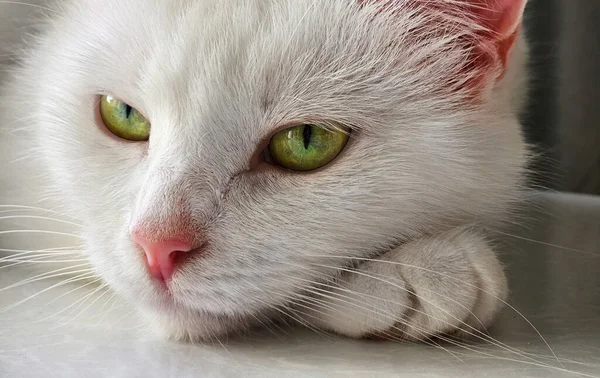Porträtt Vuxen Vit Katt Närbild — Stockfoto