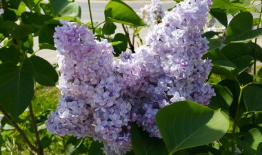 Çiçek açan leylağın güzel dalı, yakın plan.