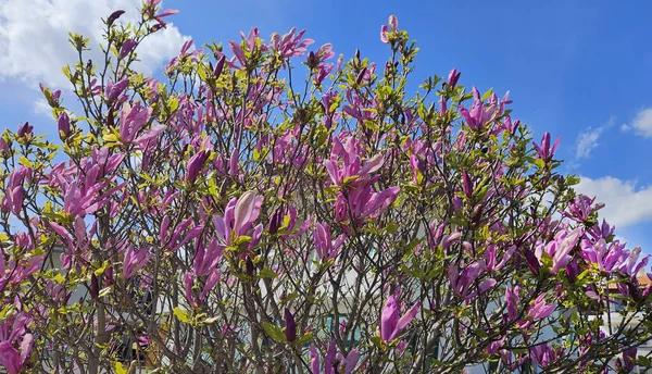 Bellissimi Fiori Magnolia Luminosi Sfondo Cielo Blu Primo Piano — Foto Stock