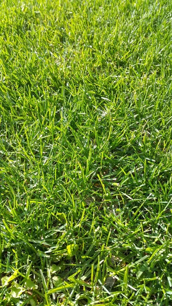 Natural Background Fresh Green Grass Close Texture — Stock Photo, Image
