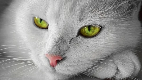 Portret Dorosłego Białego Kota Zielonymi Oczami Zbliżenie — Zdjęcie stockowe
