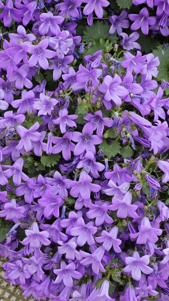 Campanula bell flowers or Bluebell flowers or Portenschlag bell