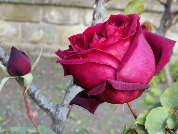 Цветок Красивой Малиновой Розы Крупным Планом — стоковое фото