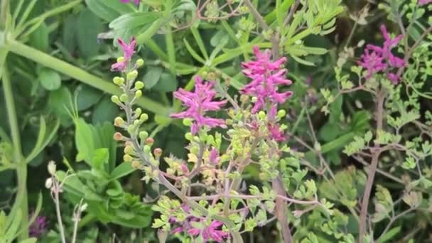 Bela Flor Planta Medicinal Fumaria Officinalis Fumitório Comum Fumitório Droga — Vídeo de Stock
