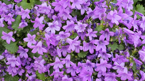 Campanula Bell Flowers Bluebell Flowers Portenschlag Bell — Stock Photo, Image