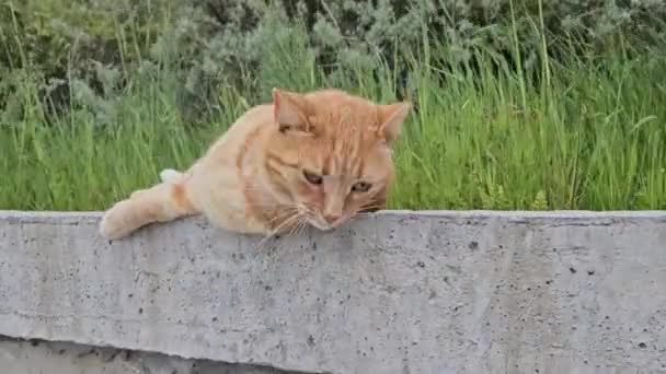 Χαριτωμένη Αδέσποτη Γάτα Τζίντζερ Περπατά Μόνη Της Στη Βουλγαρία — Αρχείο Βίντεο