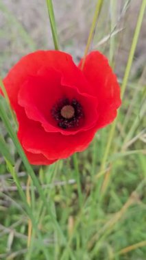 Güzel kırmızı gelincik, yakın plan.