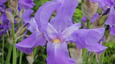 Delicate lilac Iris flowers, close up