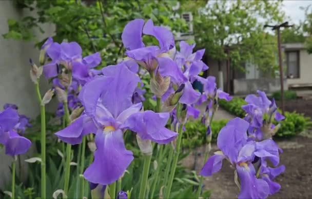 Schöne Blühende Lila Irisblüten Aus Nächster Nähe — Stockvideo