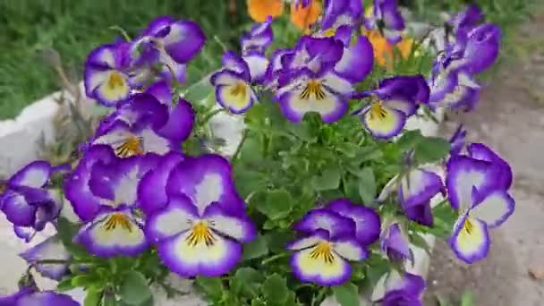 Wielokolorowy Kwiat Bratek Ogrodzie — Wideo stockowe