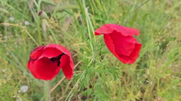 Mooie Rode Papaver Andere Kruiden — Stockvideo