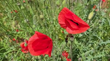 Güzel kırmızı gelincikler, yakın plan.