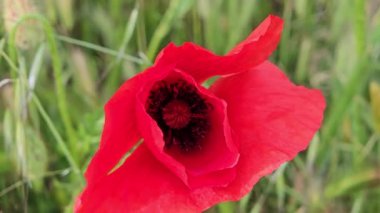 Güzel parlak kırmızı gelincik, çiçek, kapat