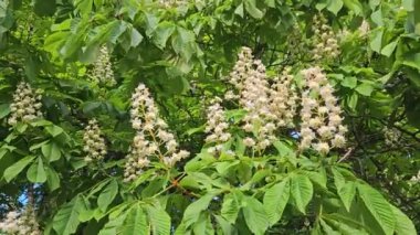 Chestnut branches with beautiful white flowers close up