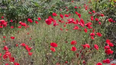 Bulgaristan 'da güneşli bir bahar gününde pek çok vahşi kırmızı gelincik
